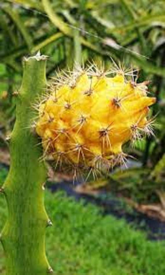 Yellow Dragon Fruit Cactus - Hylocereus megalanthus - Rare 'Cactus' Seeds -  Pitaya, Yellow-Green, Yellow Pitahaya - Etsy sterreich