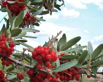 Buffaloberry color ruggine d'argento - Shepherdia argentea - Semi di 'frutti' rari - Buffaloberry a foglia d'argento, rosso-arancio, Buffaloberry a foglia rossa