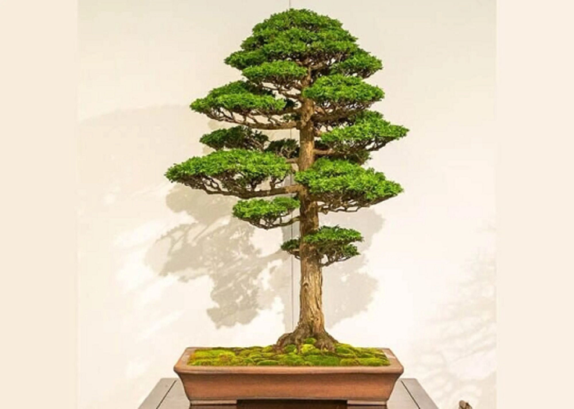 Japanischer falscher Zypressen-Bonsai-Baum - Chamaecyparis obtusa - Seltene  'Bonsai-Baum'-Samen - Sawara Falscher Zypressen-Bonsai-Baum, Hinoki-Bonsai-Baum  - Etsy.de
