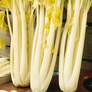 May include: A bunch of fresh, white celery stalks with green tops. The celery is arranged vertically and is ready to be used in a recipe.