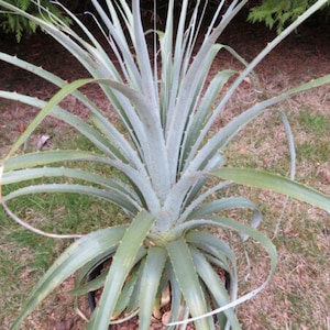 Yellow Dessert Bromeliad - Puya yakespala - Rare &#39;Bromeliad&#39; Seeds - Yellow Amaranth, Ananas Comosus, Spanish Moss, Tillandsia Usneoides