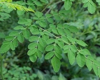 Drumstick Tree /Moringa - Moringa oleifera - Rare Plants Seeds - Horseradish Tree, Green-Yellow , Miracle Tree, Sahijan Tree, Benzolive Tree