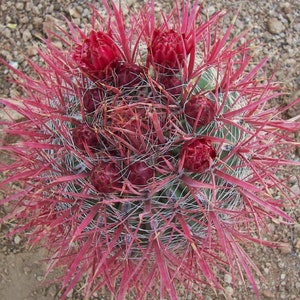 Red barrel cactus - Etsy.de