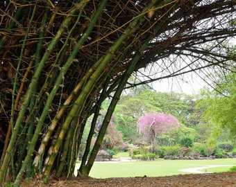 Giant Thorny Bamboo - Bambusa bambos - Rare Plants Seeds - Bambusa Arundinacea, Green-Yellow, Thorny Giant Bamboo, Spiny Bamboo, King Bamboo