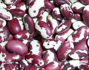 1500 Year Old Cave Bean - Phaseolus vulgaris - Rare Heirloom Vegetable