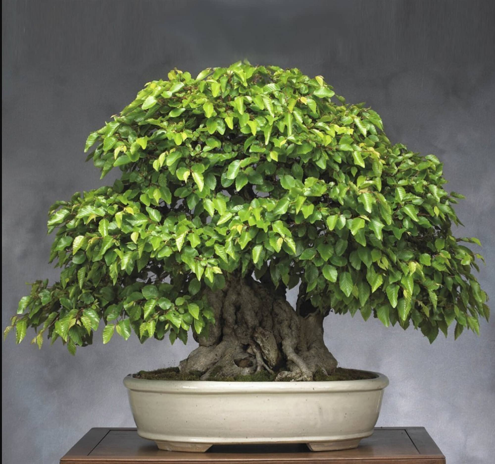 Imported Korean Hornbeam Bonsai Tree (No. TS-17)