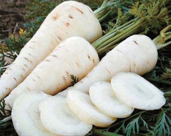 Kuttiger vit morot - Daucus carota - sällsynt arvegods