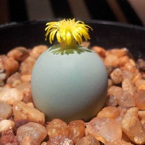 Bottoni di marmo - Calcolo Conophytum - Semi rari 'succulenti' - Pianta di ciottoli, Giallo-grigio, Pietre vive, quadranti di pietre preziose, pomelli di cristallo