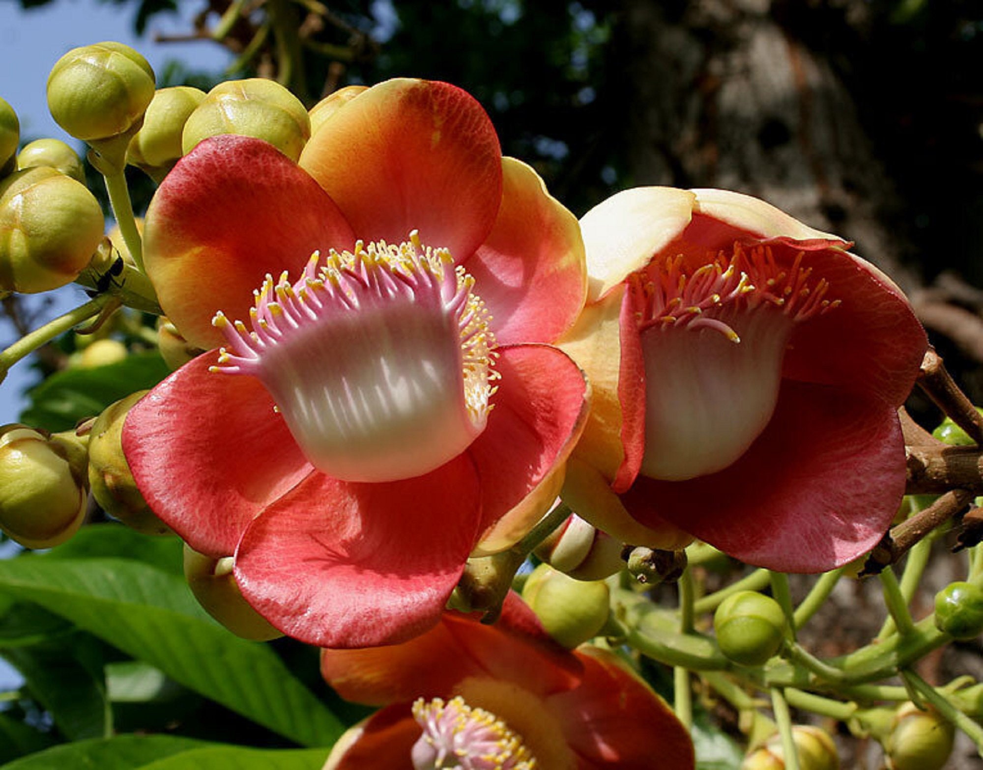 キャノンボールツリー - Couroupita guianensis - 希少な「植物」種