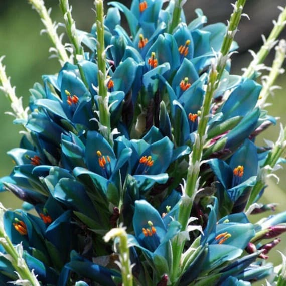 Saphirturm - Puya alpestris - Seltene 'Bromelie'-Samen - Blauer Kaktus, Blau-Grn,  hoch aufragender Saphir, Himmelblauer Monolith - Etsy sterreich