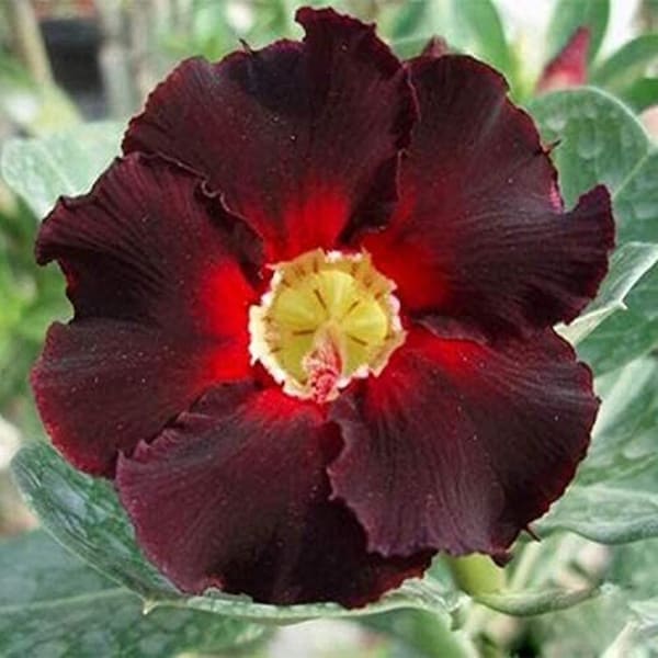 Crimson Desert Rose Bonsai Tree - Adenium obesum - Rare 'Bonsai Tree' Seeds - Impala Lily, Red-Yellow, Desert Rose, Ruby Sands Bonsai Tree
