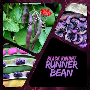 Puede incluir: Primer plano de judías verdes moradas con judías moteadas de negro y morado. Las judías están dispuestas en forma triangular con el texto "BLACK KNIGHT RUNNER BEAN" en letras moradas.