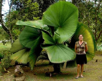 Ruffled Fan Palm - Licualia Grandis - Rare Plants Seeds - Vanuatu Fan Palm, Green-Yellow, Palas Payung, Ruffled Palm, Variegated Fan Palm