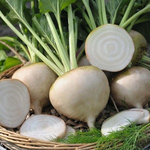 Avalanche White Beets - Beta vulgaris - Rare Heirloom Vegetable
