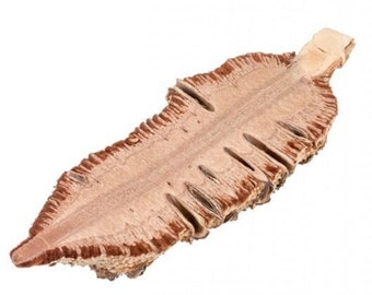 Grandis Halves - Halved Lengthwise - Mainly Used for Decoration - Impressive Inner Life