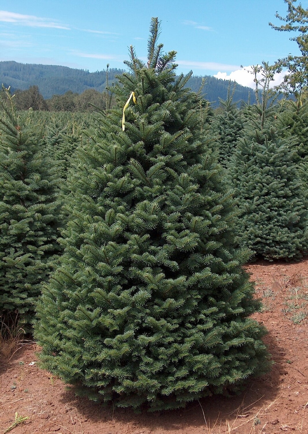 Noble Fir Tree Abies Procer Rare christmas Tree Seeds Cascade Fir White Fir Noble Silver Fir Green yellow Pinaceae Oregon Fir Etsy Canada