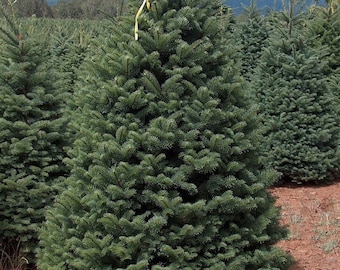 ノルドマンモミ（Abies Nordmanniana）、クリスマスツリー、コーカサス