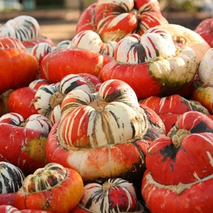 Puede incluir: Una colección de calabazas decorativas con un patrón de rayas rojas, blancas y negras. Las calabazas están dispuestas en una pila, con algunas superpuestas.