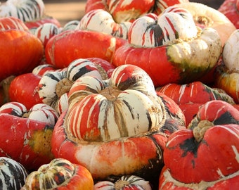 Calabaza turbante grande - Cucurbita moschata - Verduras tradicionales raras