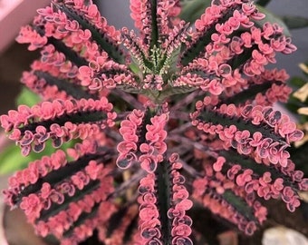 Pink Butterflies - Mother of Thousands - Kalanchoe x houghtonii - Rare 'Succulent' Seeds - Pink kalanchoe, Pink-Black, Pink alligator plant