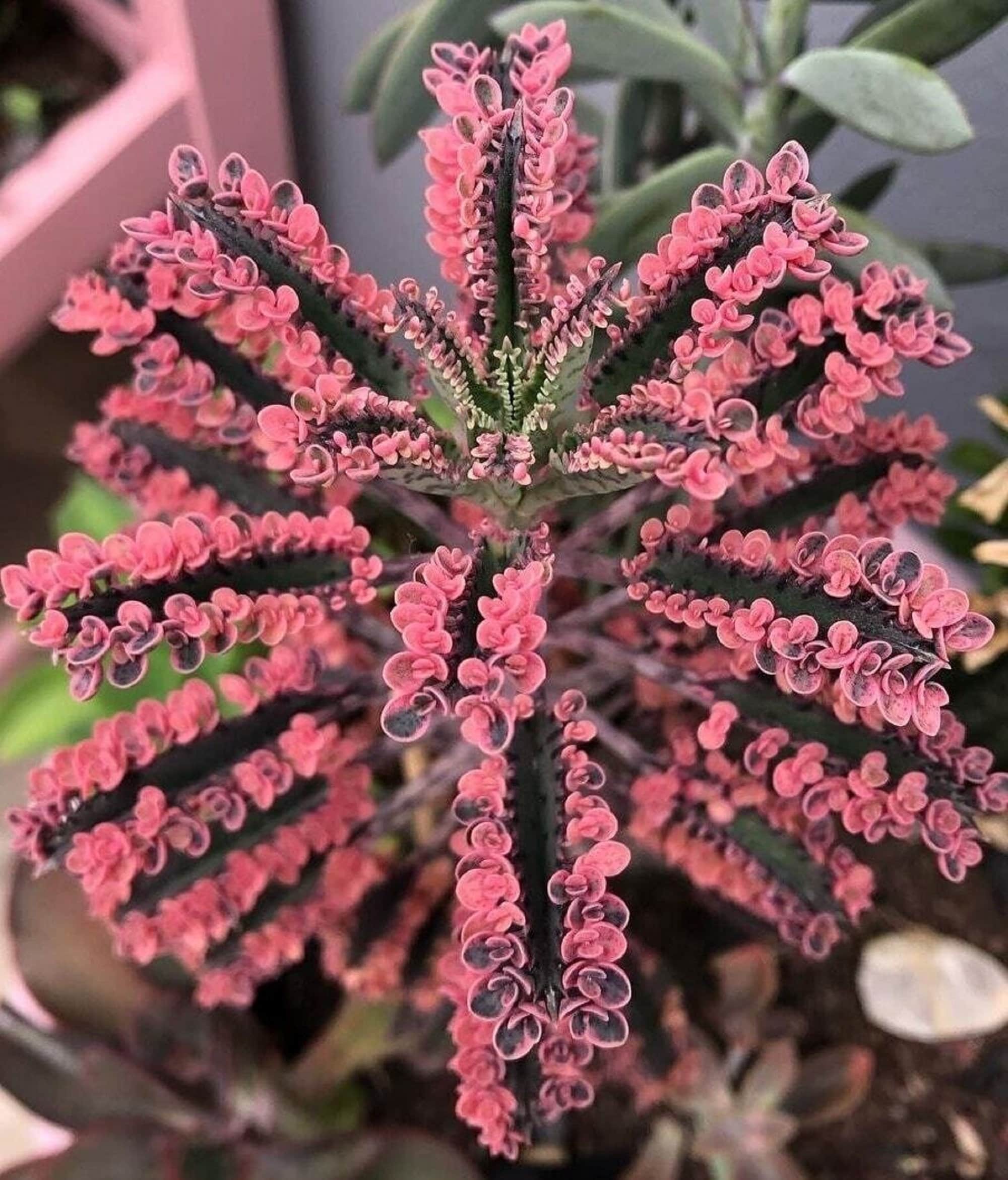 ピンクの蝶 - 千の母 - カランコエ x ホートン - 珍しい「多肉植物」の