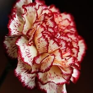 The common name for this is Dianthus caryophyllus(Red and White Varigated Carnation).Other Common names for this Rare Succulent Species are: Red and White Varigated Carnation: Bicolor Carnation. We only sell rare seeds of rare plants.