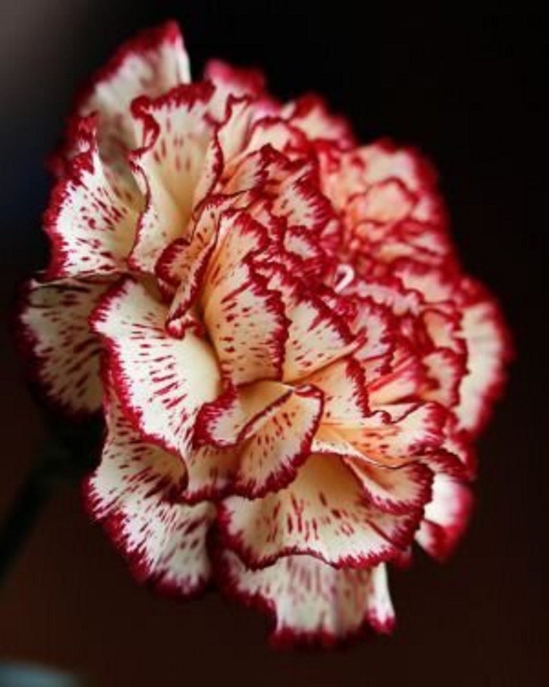 The common name for this is Dianthus caryophyllus(Red and White Varigated Carnation).Other Common names for this Rare Succulent Species are: Red and White Varigated Carnation: Bicolor Carnation. We only sell rare seeds of rare plants.