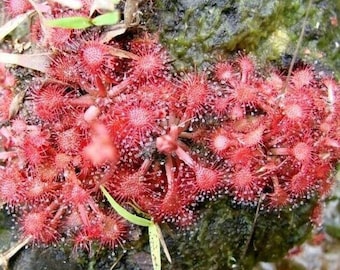 Dwarf Sundew - Drosera brevifolia - Rare 'Carnivorous' Seeds - Red-Orange, Cape Sundew, Lance Leaved Sundew, Tiny Sundew