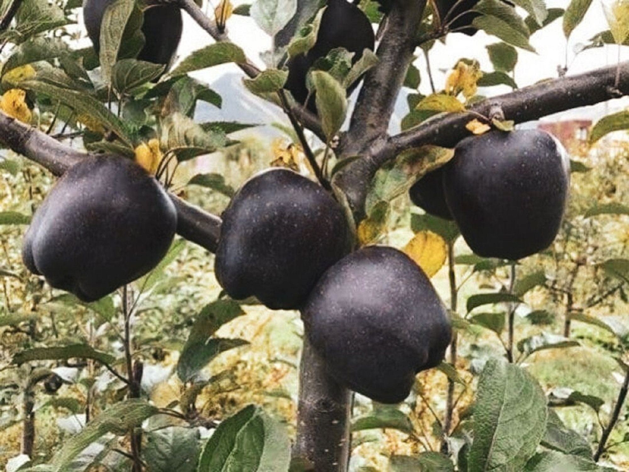 ブラック ダイヤモンド アップル - Malus domestica 'Black