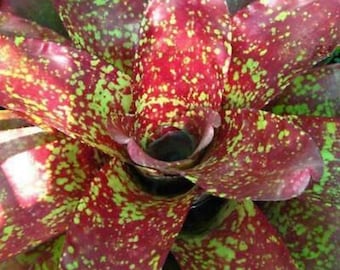Justin's Song Bromeliad - Neoregelia sp. Justin song - Rare 'Bromeliad' Seeds - Vriesea Hieroglyphica, Red-Green, Painted Feather, Urn Plant