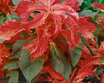 Molten Fire Amaranth - Amaranthus Bicolor - Rare 'Plant' Seeds - Summer Poinsettia, Gold-Orange, Redleaf Amaranth, Panaché Amaranth