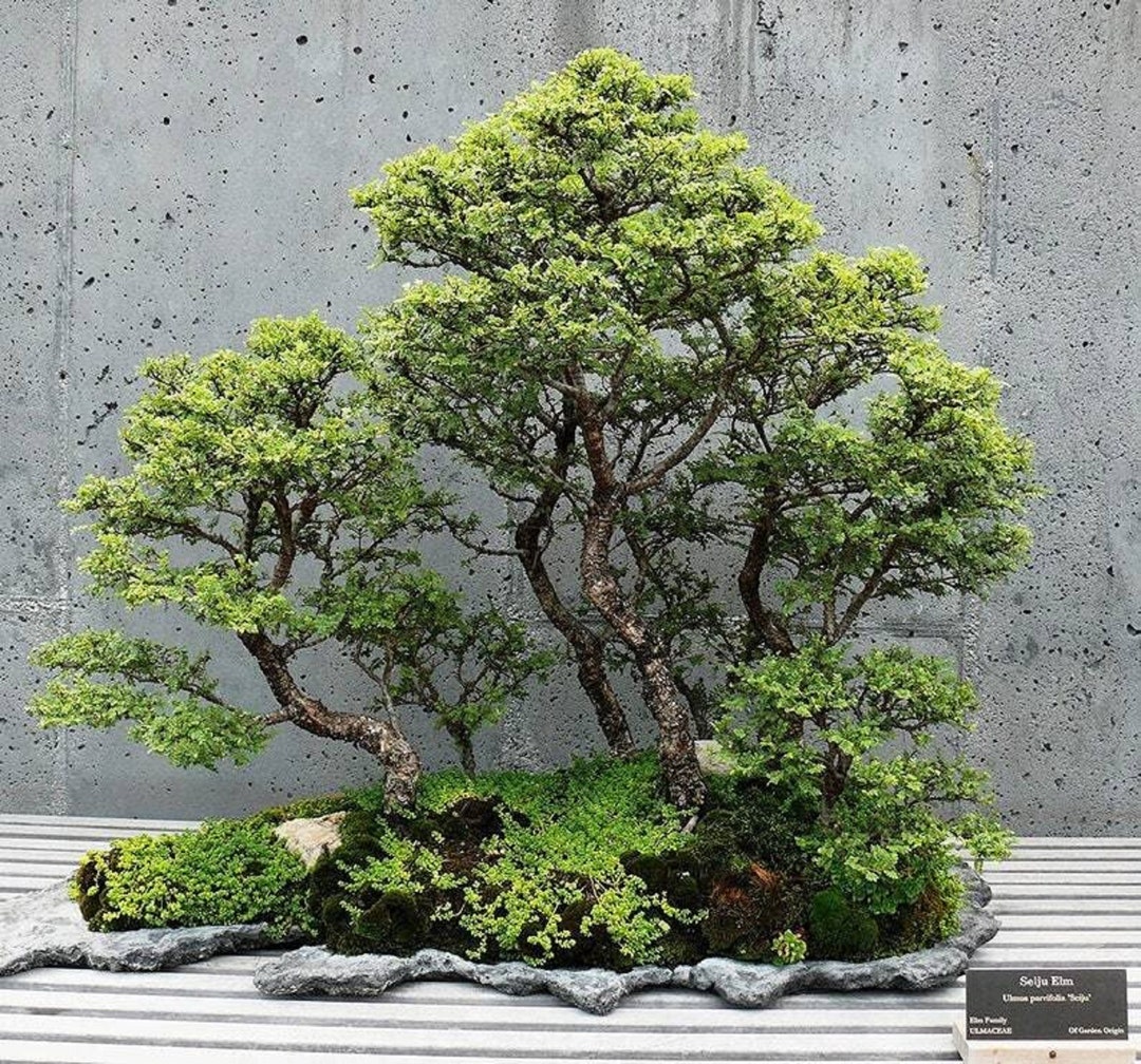 hinoki sekka bonsai Sekka Hinoki Cypress – Bonso main image 1