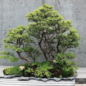 Árbol bonsái artificial, árbol de bonsái artificial, pino artificial chino,  zen, decoración de la suerte, plantas artificiales de interior para