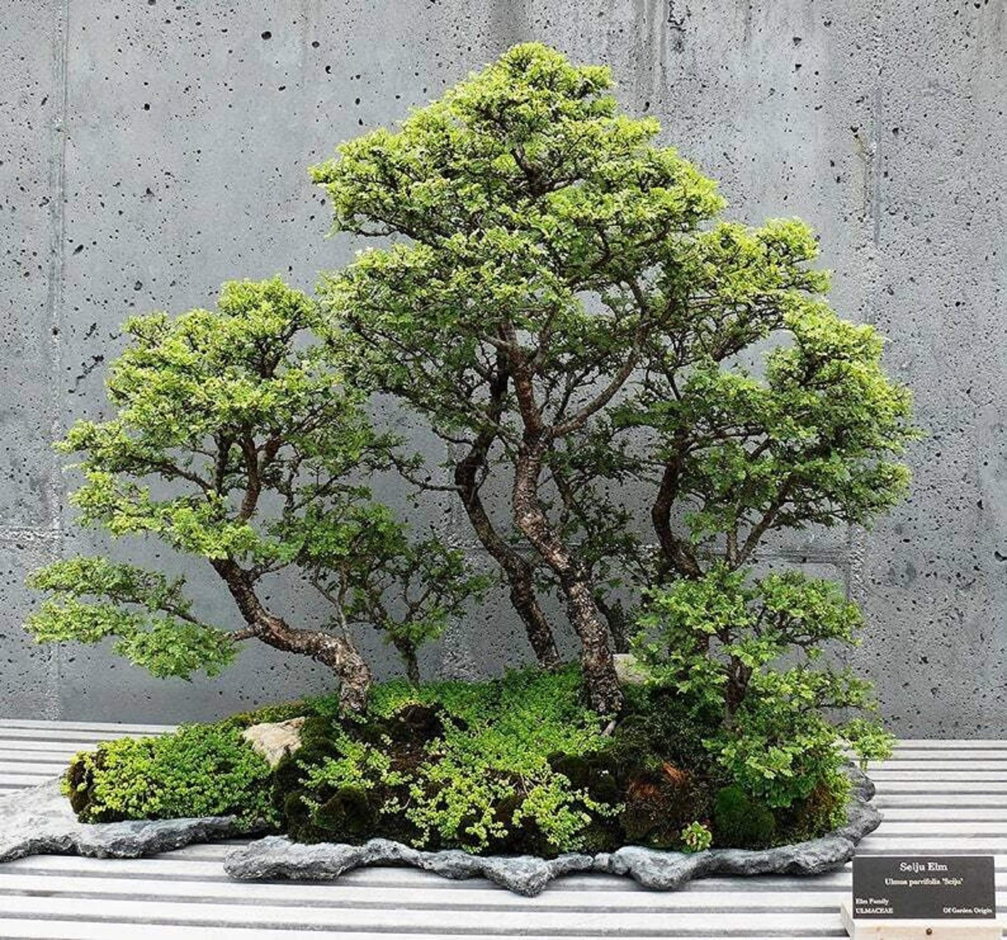 Acquistare Bonsai Zelkova 10 anni - Un bonsia resistente 