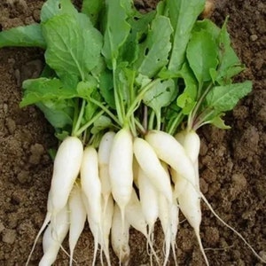 Weißer Frühstücks-Radish - Raphanus sativus - Seltenes Heirloom Gemüse