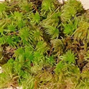 Levend groen veenmos - Sphagnum Subnitens - Bruin en groen mos - Natuurlijk en echt veenmos - Gebruik voor orchideeën, terraria