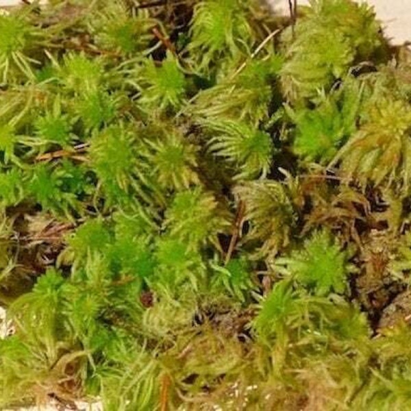 Live Green Sphagnum Moss - Sphagnum Subnitens - Brown and Green Moss - Natural and Real Sphagnum Moss - Use for Orchids, Terrariums