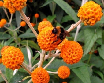 Gold Ball Butterfly Bush - Buddleja globosa - Rare 'Plant' Seeds - Orange Ball Tree, Gold-Yellow, Butterfly Bush, Yellow Butterfly Bush