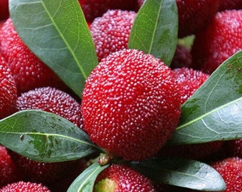 Yumberry / Chinese Bayberry - Myrica rubra - Rare Fruit Seeds - Yangmei, Red-Orange, Chinese Strawberry Tree, Red Bayberry,Chinese Raspberry