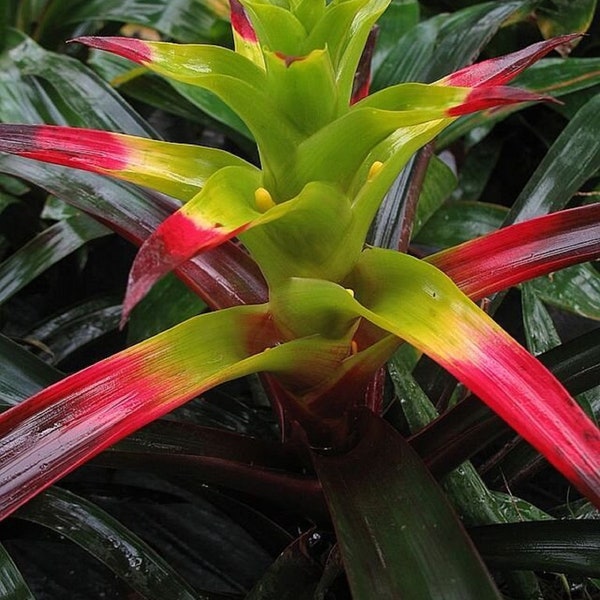 Squarrosa Bromeliad - Guzmania squarrosa - Rare 'Air Plant' Seeds - Silver Vase Plant, Green-Pink, Tillandsia,Air Plant,Squarrose Tillandsia