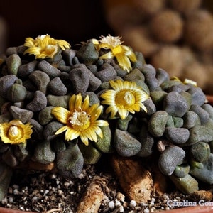 May include: A close-up of a succulent plant with grey-green, rounded leaves and yellow flowers. The plant is in a terracotta pot.