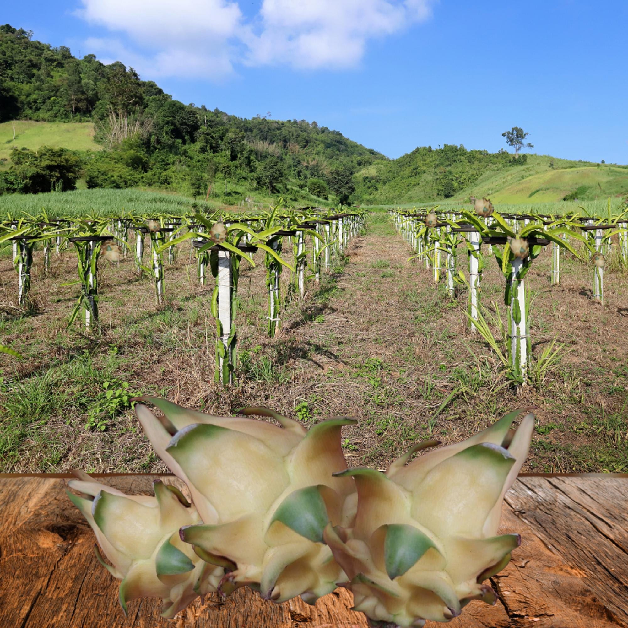 Semillas De Pitaya Amarilla Orgánica Selenicereus Megalanthus, 30 Unidades, Dulce Y Fácil De Cultivar, Para Exteriores