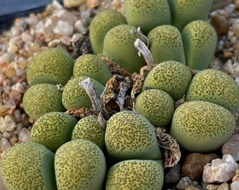 Lithops tacheté d'or - Lithops terricolor « Speckled Gold » - graines rares « succulentes » - pierres vivantes, vert-gris, plantes de pierre, optica doré