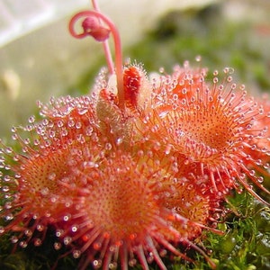 Snap Tentacle Sundew - Drosera sessilifolia - Rare 'Carnivorous' Seeds - Dewy Pine, Sundew Plant, Drosera, Sticky Plant, Seizevine Sundew