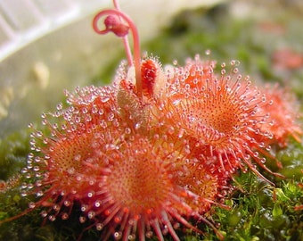 Snap Tentacle Sundew - Drosera sessilifolia - Semillas 'carnívoras' raras - Pino Dewy, Planta Sundew, Drosera, Planta pegajosa, Seizevine Sundew