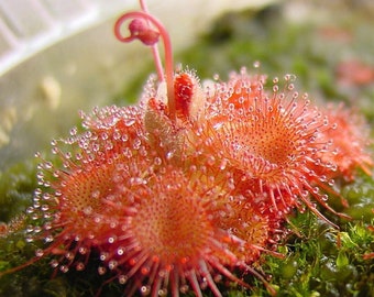 Snap Tentacle Sundew - Drosera sessilifolia - Rare 'Carnivorous' Seeds - Dewy Pine, Sundew Plant, Drosera, Sticky Plant, Seizevine Sundew