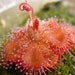 see more listings in the Carnivorous Plant Seeds section