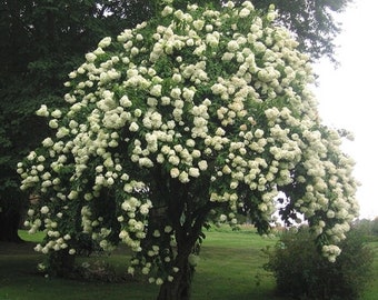 Nannyberry / Sweet Viburnum - Viburnum lentago - Rare 'Fruit' Seeds - Sweet Black Haw, White-Green, Sweet Highbush Cranberry, Sheepberry