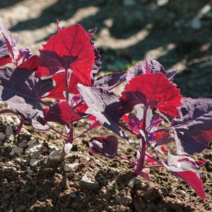 Röd spenat - Atriplex hortensis - Sällsynt kulturarvsgrönsak