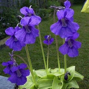 Großblumiges Fettkraut - Pinguicula grandiflora - Seltene 'Fleischfressende' Samen - Riesenfettkraut, Großartiges Fettkraut, Sonnentau